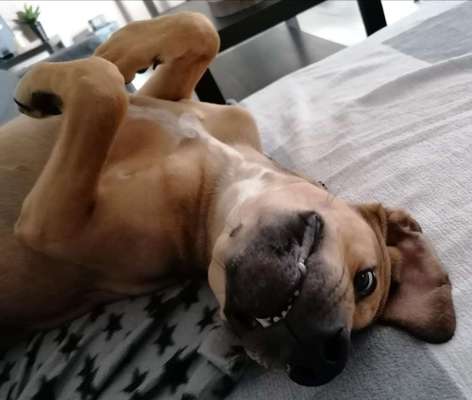 Fotosammlung: ,,Der natürliche Hund" Unbearbeitet, ungestellt und in Natura-Beitrag-Bild