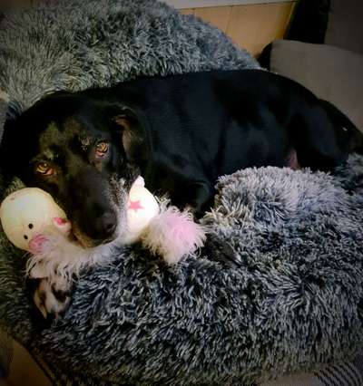 Der Lieblingsplüschi eures Vierbeiners-Beitrag-Bild