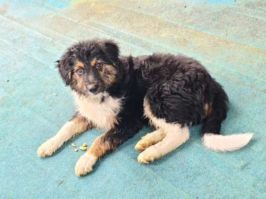 Welpen Bilder !-Beitrag-Bild