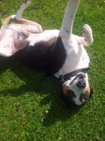 Mischlingshunde Foto Aufruf-Beitrag-Bild