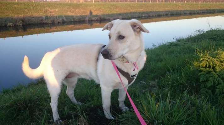 Auslandstierschutz-Beitrag-Bild