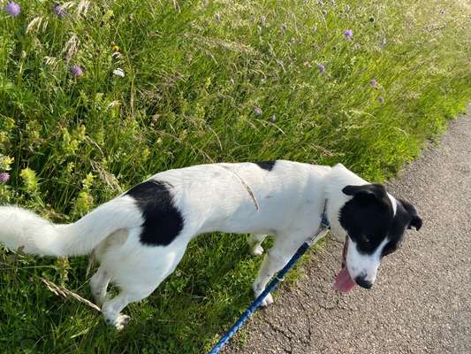 Hundetreffen-Marly sucht Hundefreunde zum Laufen/Wandern/Spielen-Bild