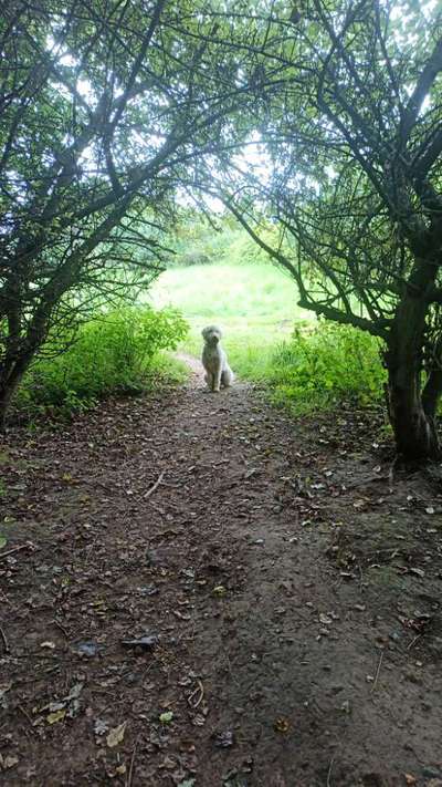 Unsere Fellnasen-Vielfalt im Überblick!-Beitrag-Bild