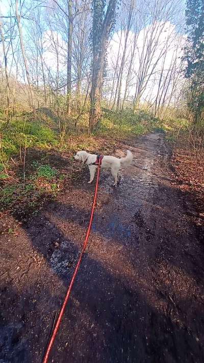 Hundeauslaufgebiet-Schlangenbusch-Bild