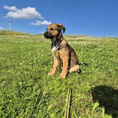 Hundetreffen-Spiel- Gassirunde-Bild