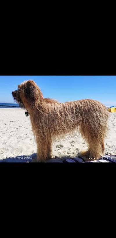 Hunde im Urlaub-Beitrag-Bild