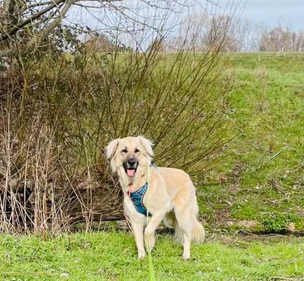 Kangal Fans ! ! ! !-Beitrag-Bild