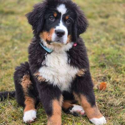 Hundetreffen-Mila sucht entspannte Spielkumpels 🐾-Bild