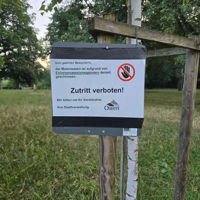 Giftköder-Eichenprozessionsspinner-Bild