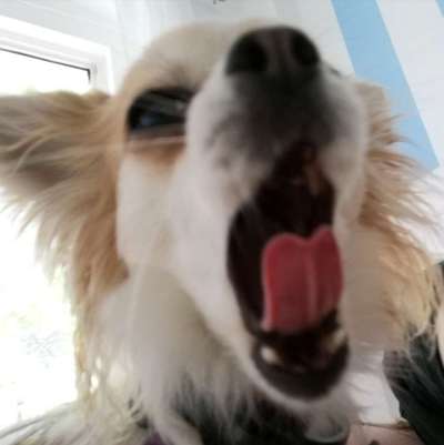 Hunde Memes-Beitrag-Bild