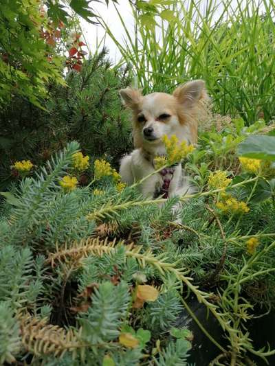 Die Dogorama Kalender Challenge Teil 3/4-Beitrag-Bild