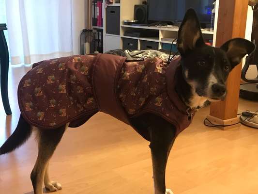 Winter-/Regenmäntel für schmale Hunde-Beitrag-Bild