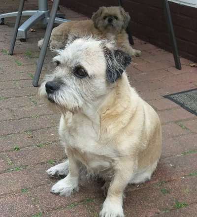 Unsere Fellnasen im Regenbogenland-Beitrag-Bild