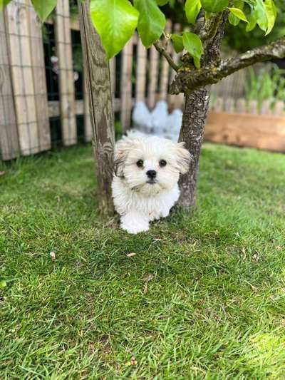 Dogorama Photo Challenge - Märchenwald-Beitrag-Bild