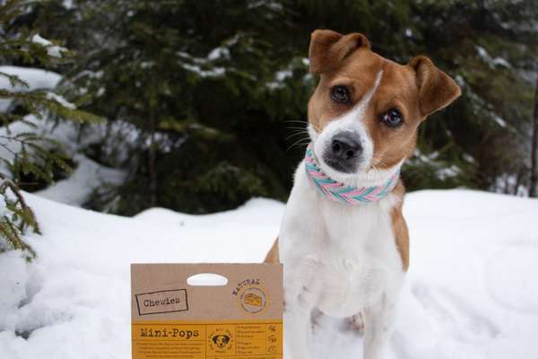 Dogorama Photo Challenge - Es wird nochmal kalt!-Beitrag-Bild