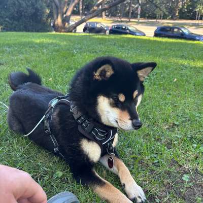 Shiba - Eltern-Beitrag-Bild