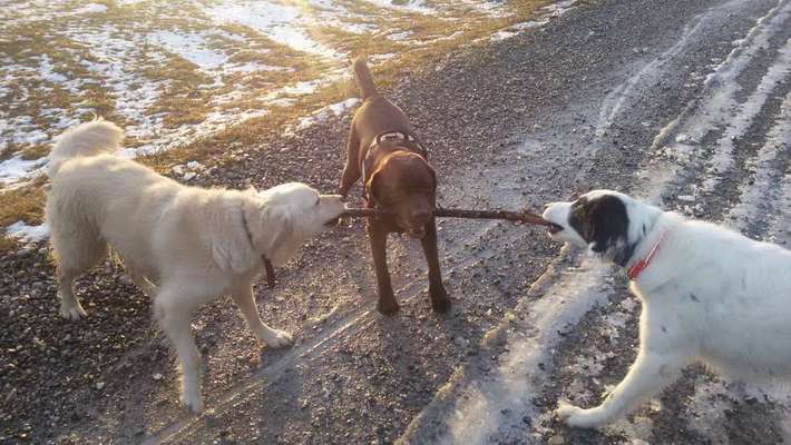 Dein Hund im Dogorama-Kalender 2021-Beitrag-Bild