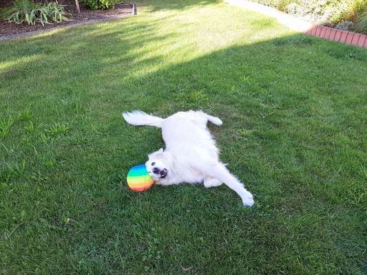 Dein Hund im Dogorama-Kalender 2021-Beitrag-Bild