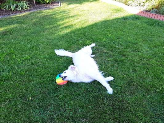 Dein Hund im Dogorama-Kalender 2021-Beitrag-Bild