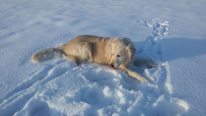 Dein Hund im Dogorama-Kalender 2021-Beitrag-Bild