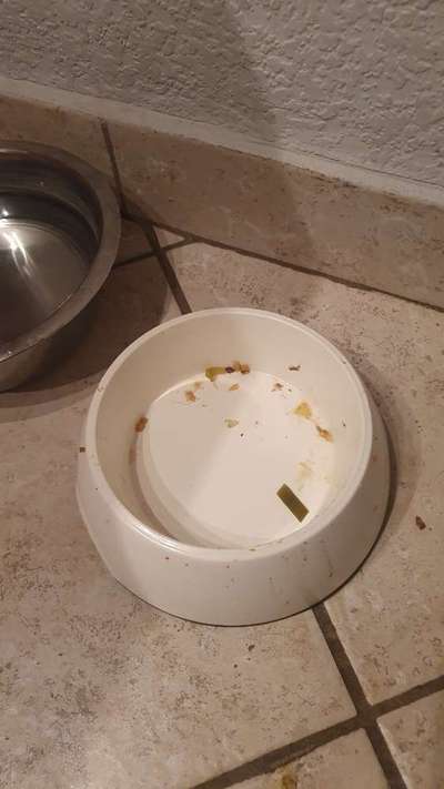 Zeigt her Eure Futternäpfe-Beitrag-Bild