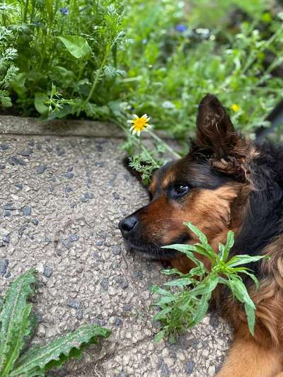 Dogorama Photo Challenge - Portrait-Beitrag-Bild