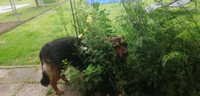 Hundetreffen-Hunde Treff - alte Hundedame-Bild