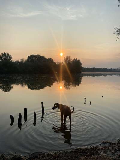 Hundetreffen-Junghundetreffen / Spielen und Social Walk am Weserbogen-Bild