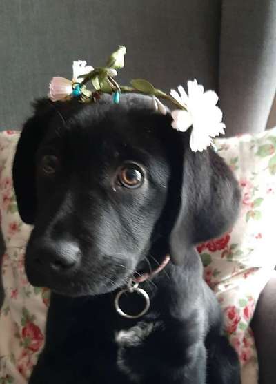 Die Dogorama Kalender Challenge 4/4-Beitrag-Bild