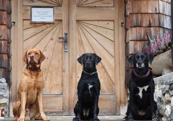 Aussiedors oder Leopard Labrador Gruppe-Beitrag-Bild