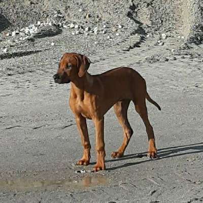 Hundetreffen-Welpen und Junghund Treffen-Bild