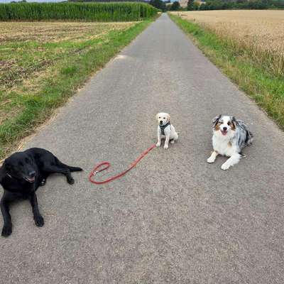 Hundetreffen-Welpen zum toben gesucht.-Bild