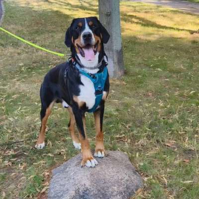 Hundetreffen-Großer Schweizer Sennenhund Treffen-Bild