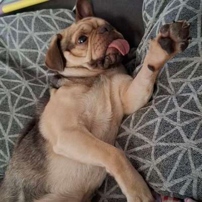 Hundetreffen-Mops treffen in Leipzig am Silbersee-Bild