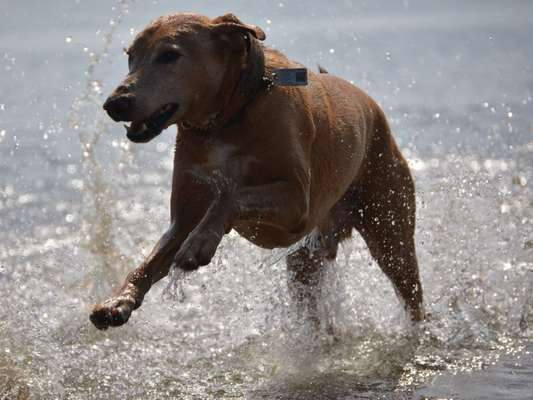 Fotochallenge 66 ~ Rennaction -Zeig deinen Hund im Lauf-Beitrag-Bild