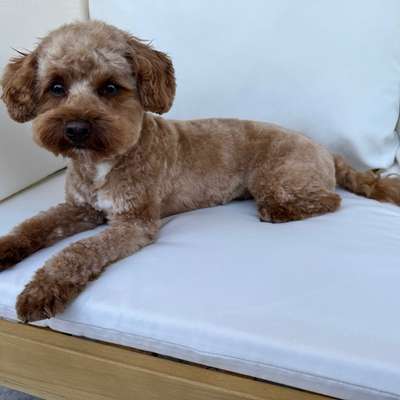 Hundetreffen-Spielfreunde gesucht-Bild