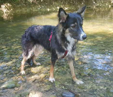 Hundetreffen-Spazieren mit unseren Hunden-Bild