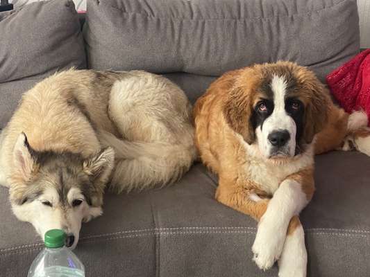 Die Dogorama Wochen Challenge-Beitrag-Bild