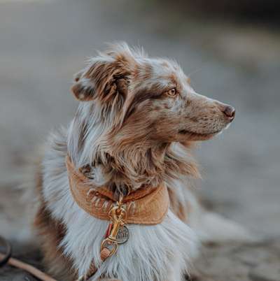 Hundetreffen-Social Walk und / oder Spielfreunde gesucht-Bild