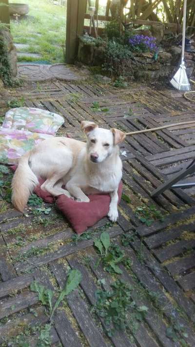 Podencomischling oder Podenco-Beitrag-Bild