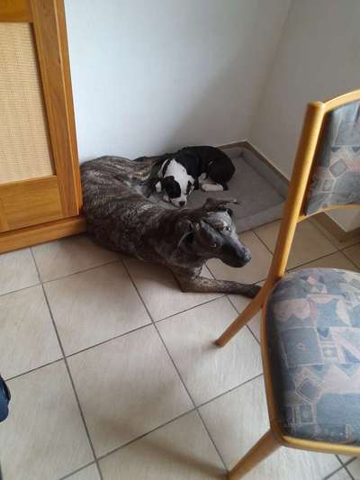 Bester Freund, Hundekumpel - zeigt her!-Beitrag-Bild