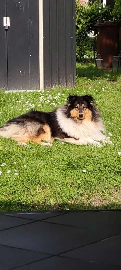 Langhaar Collies-Beitrag-Bild