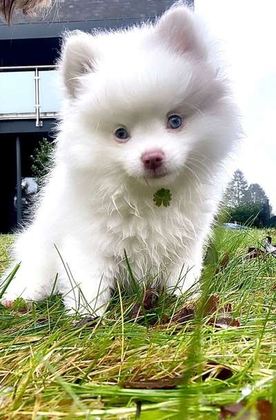 Pomeranian-Beitrag-Bild