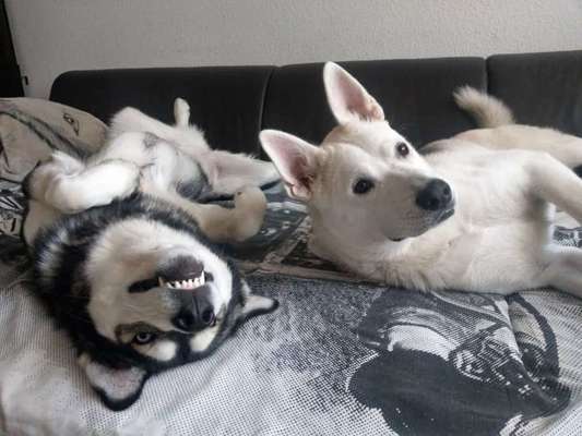 FOTOCHALLENGE - Nr. 74 Ugly Dog: Zeige das schlimmste Foto von deinem Hund-Beitrag-Bild