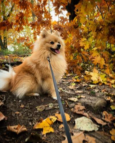 Dogorama Photo Challenge - Hundeblick zum hinschmelzen-Beitrag-Bild