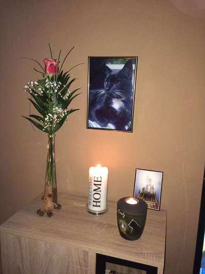 Regenbogenbrücke-Beitrag-Bild