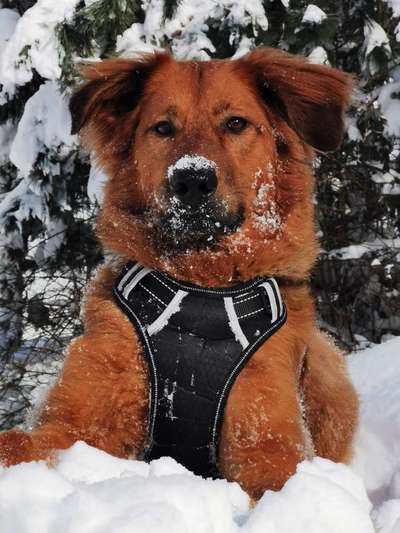 Unverständnis anderer Hundebesitzer-Beitrag-Bild