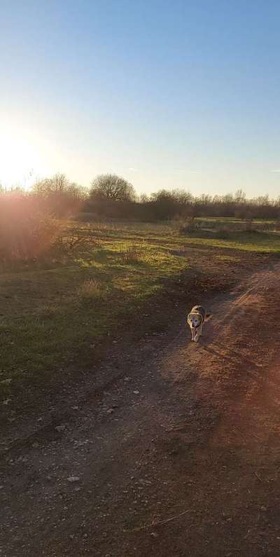 Hundeauslaufgebiet-Pfingstanger-Bild