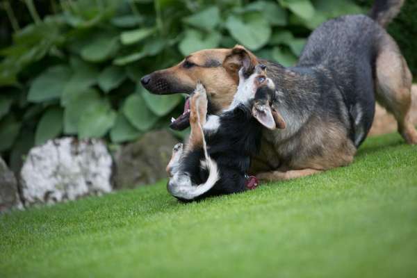 Die Dogorama Wochen Challenge-Beitrag-Bild