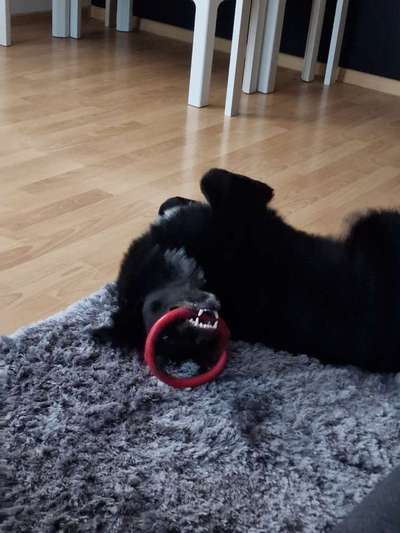 Fotosammlung: ,,Der natürliche Hund" Unbearbeitet, ungestellt und in Natura-Beitrag-Bild